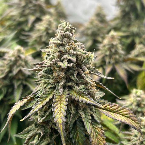 Amsterdam Amnesia  #2 growlog timeline photo