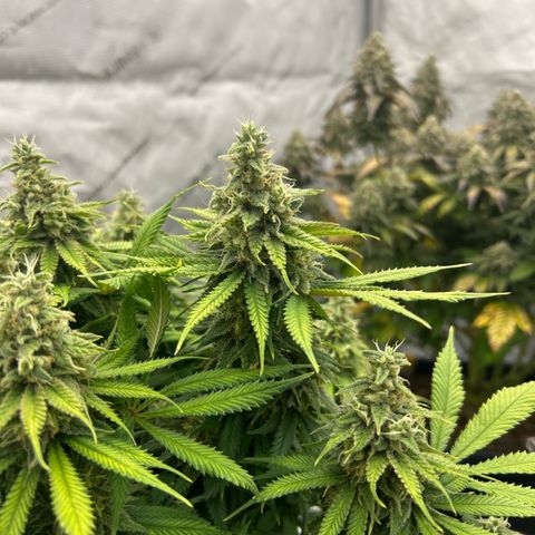 AMG #3 growlog timeline photo