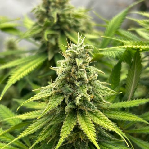 AMG #3 growlog timeline photo