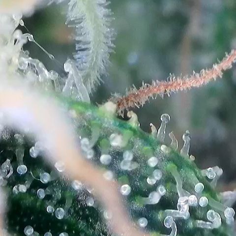 AMG #3 growlog timeline photo