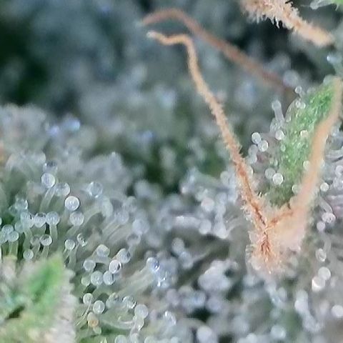 AMG #3 growlog timeline photo