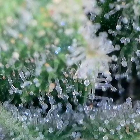 AMG #3 growlog timeline photo