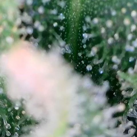 AMG #3 growlog timeline photo