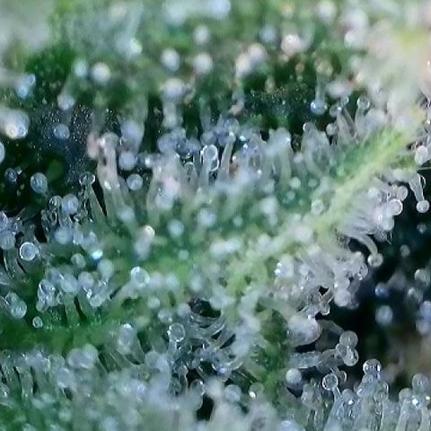 AMG #3 growlog timeline photo