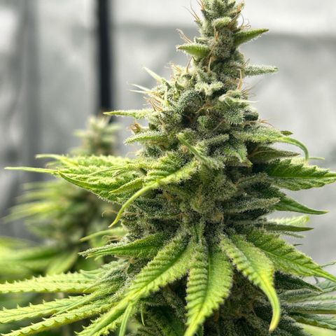 AMG #3 growlog timeline photo