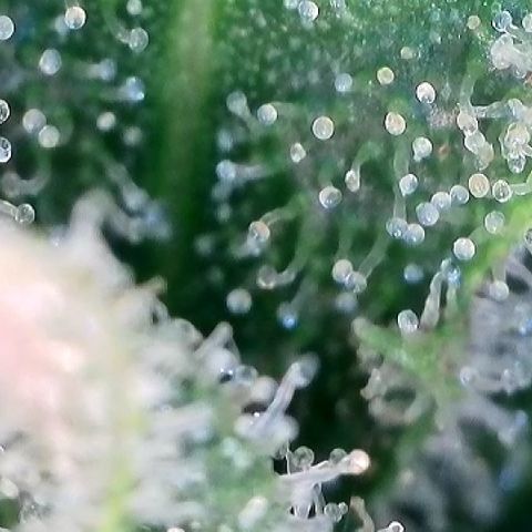AMG #3 growlog timeline photo