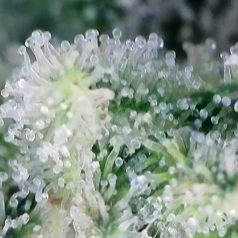 AMG #3 growlog timeline photo
