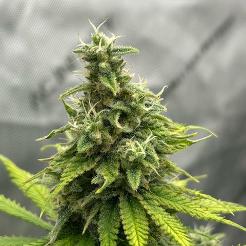 AMG #3 growlog timeline photo