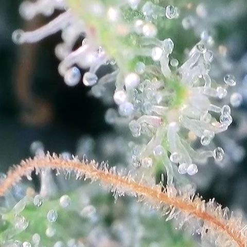 AMG #3 growlog timeline photo