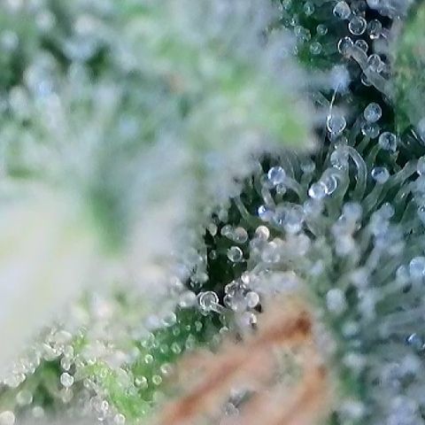 AMG #3 growlog timeline photo