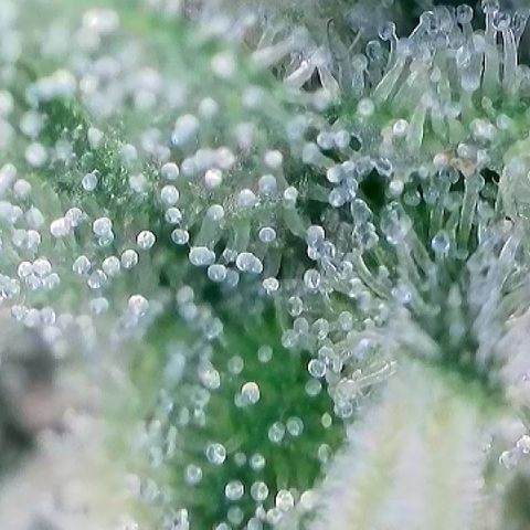 AMG #3 growlog timeline photo