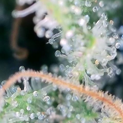 AMG #3 growlog timeline photo
