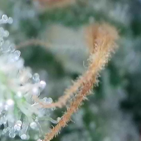 AMG #3 growlog timeline photo