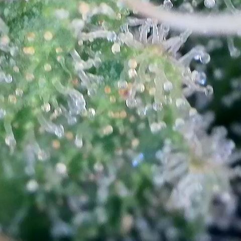 AMG #3 growlog timeline photo