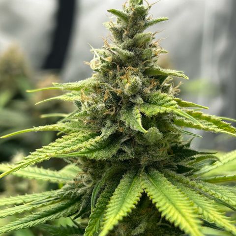 AMG #3 growlog timeline photo