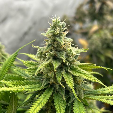 AMG #3 growlog timeline photo