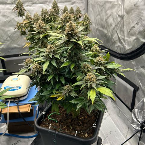 Amsterdam Amnesia  #2 growlog timeline photo