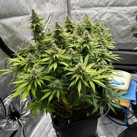 AMG #3 growlog timeline photo