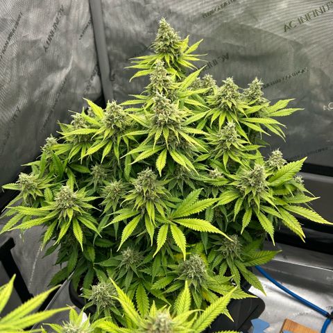 AMG #3 growlog timeline photo