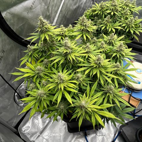 AMG #3 growlog timeline photo