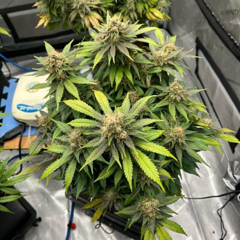 Amsterdam Amnesia  #2 growlog timeline photo