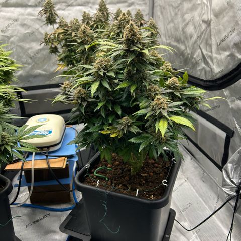 Amsterdam Amnesia  #2 growlog timeline photo