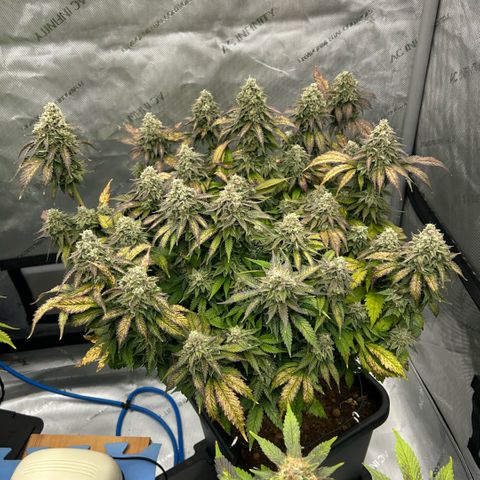 Amsterdam Amnesia  #2 growlog timeline photo
