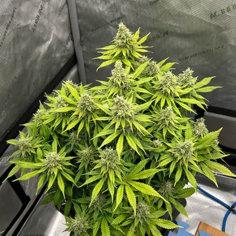 AMG #3 growlog timeline photo