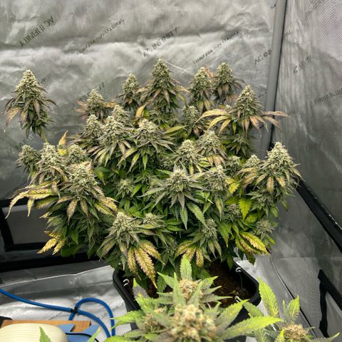 Amsterdam Amnesia  #2 growlog timeline photo