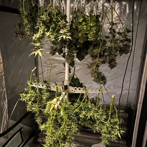 AMG #3 growlog photo: Drying on new 6 euro rack !! 
