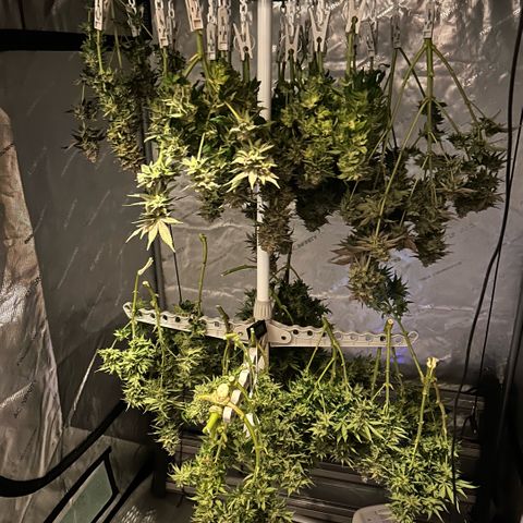 AMG #3 growlog photo: Drying on new 6 euro rack !! 