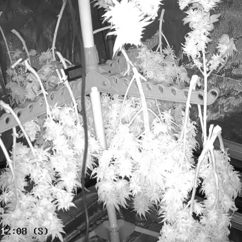 AMG #3 growlog timeline photo