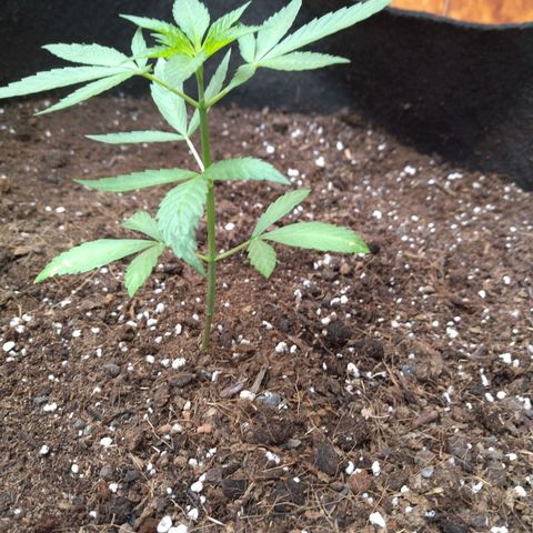 Himalaya Gold growlog photo: Comienzo de vegetacion