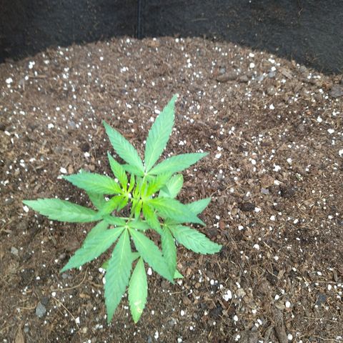 Himalaya Gold growlog timeline photo