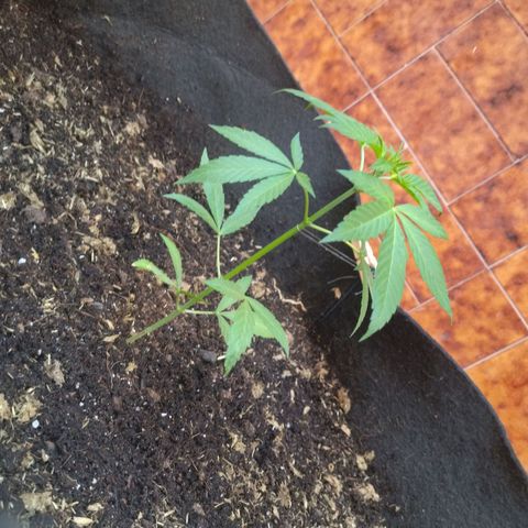 Himalaya Gold growlog timeline photo