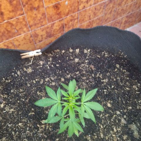 Himalaya Gold growlog timeline photo