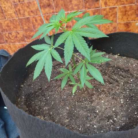 Himalaya Gold growlog timeline photo