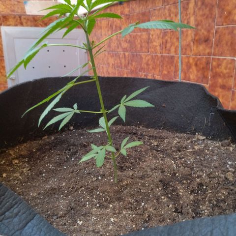 Himalaya Gold growlog timeline photo