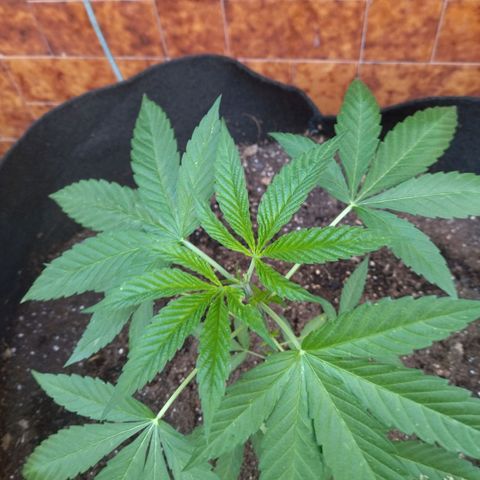 Himalaya Gold growlog timeline photo