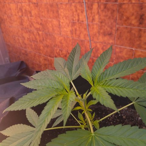 Himalaya Gold growlog timeline photo