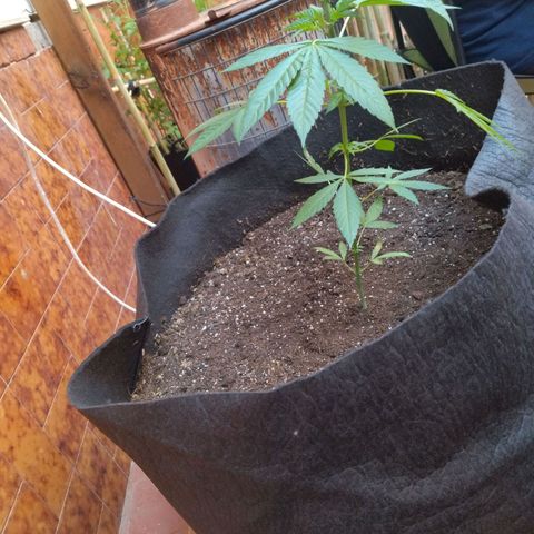 Himalaya Gold growlog timeline photo