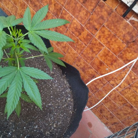 Himalaya Gold growlog timeline photo