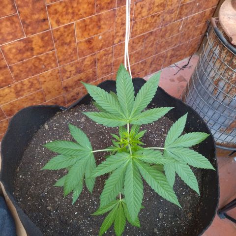 Himalaya Gold growlog timeline photo