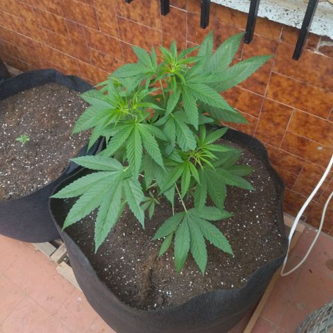 Himalaya Gold growlog timeline photo