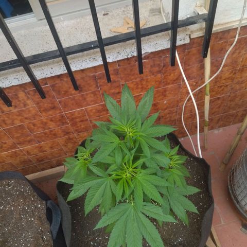 Himalaya Gold growlog timeline photo
