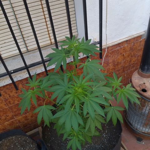 Himalaya Gold growlog timeline photo