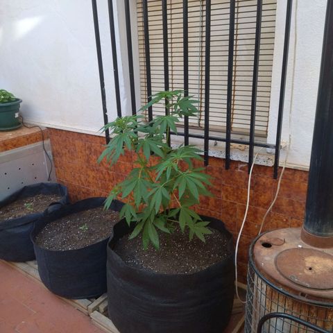 Himalaya Gold growlog timeline photo