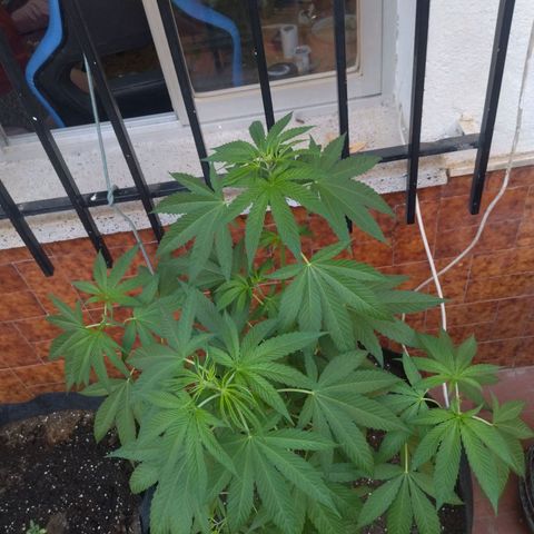 Himalaya Gold growlog timeline photo