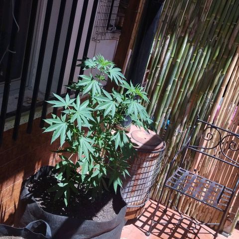 Himalaya Gold growlog timeline photo