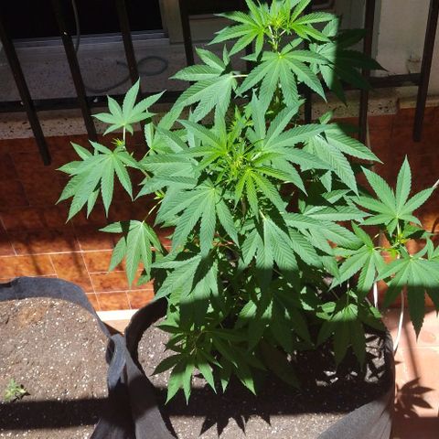 Himalaya Gold growlog timeline photo